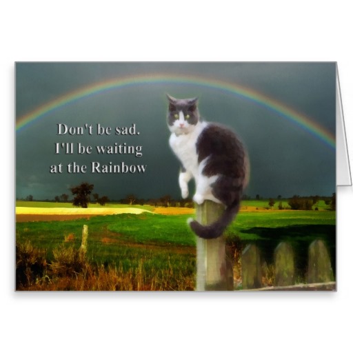 Quotes Losing A Rabbit QuotesGram
