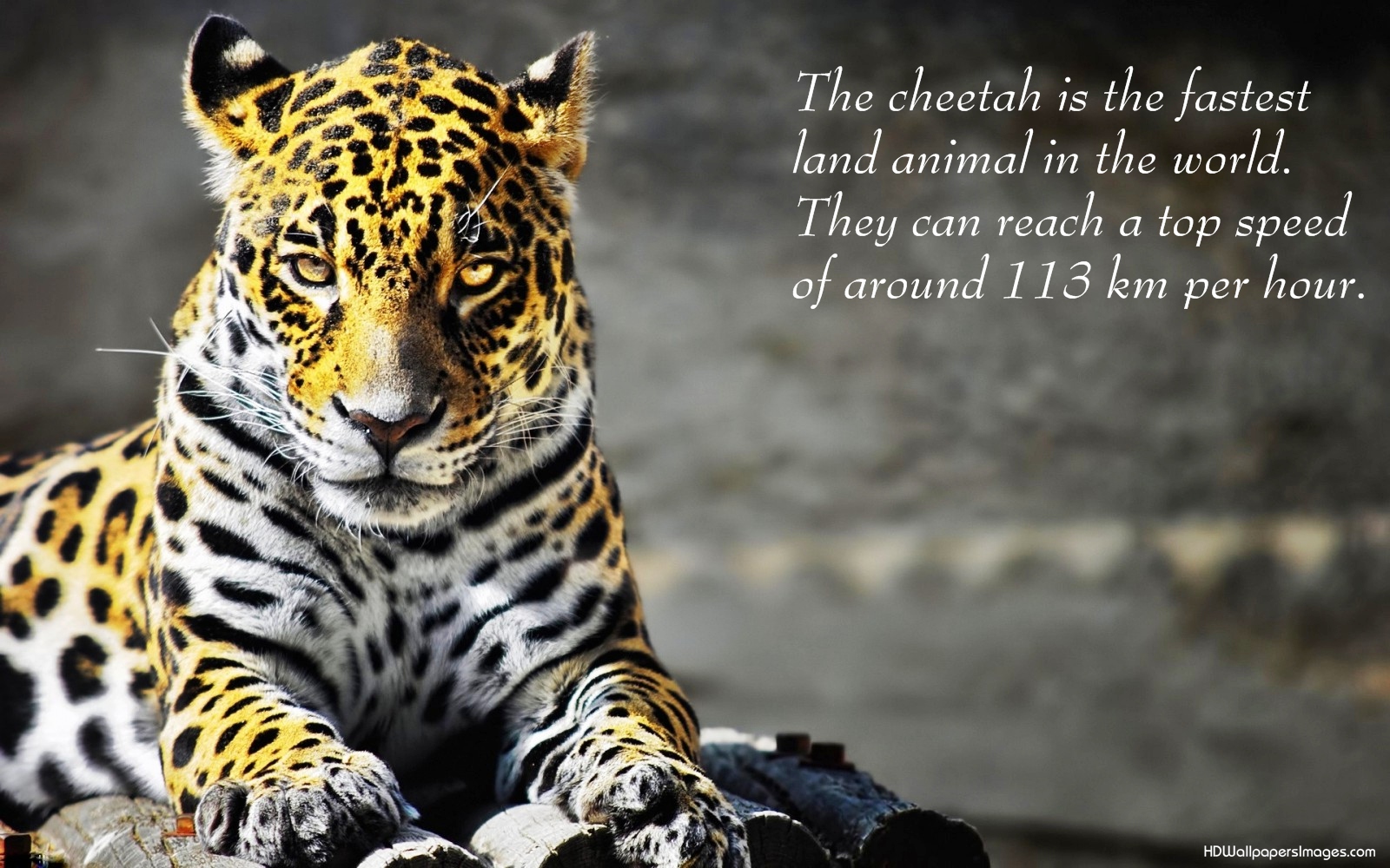 Cheetah Quotes. QuotesGram