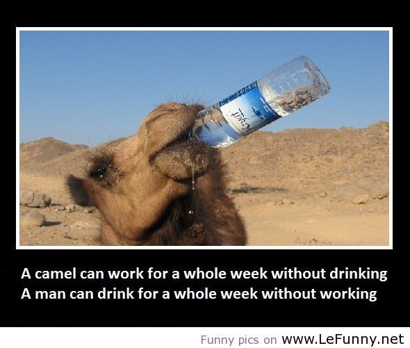 Camels Quotes. QuotesGram