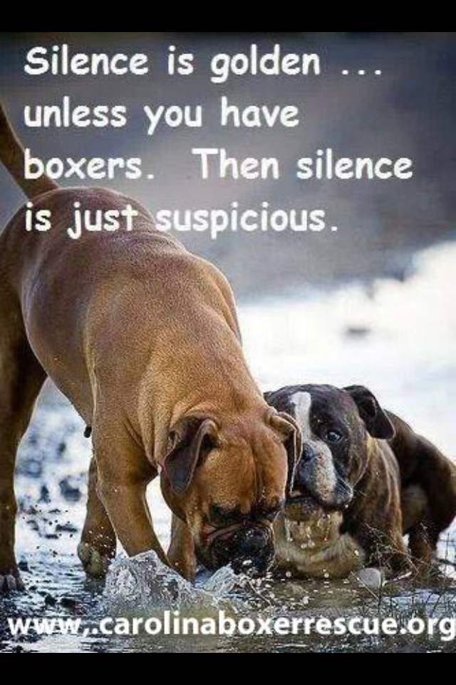 Funny Quotes Boxer. Quotesgram