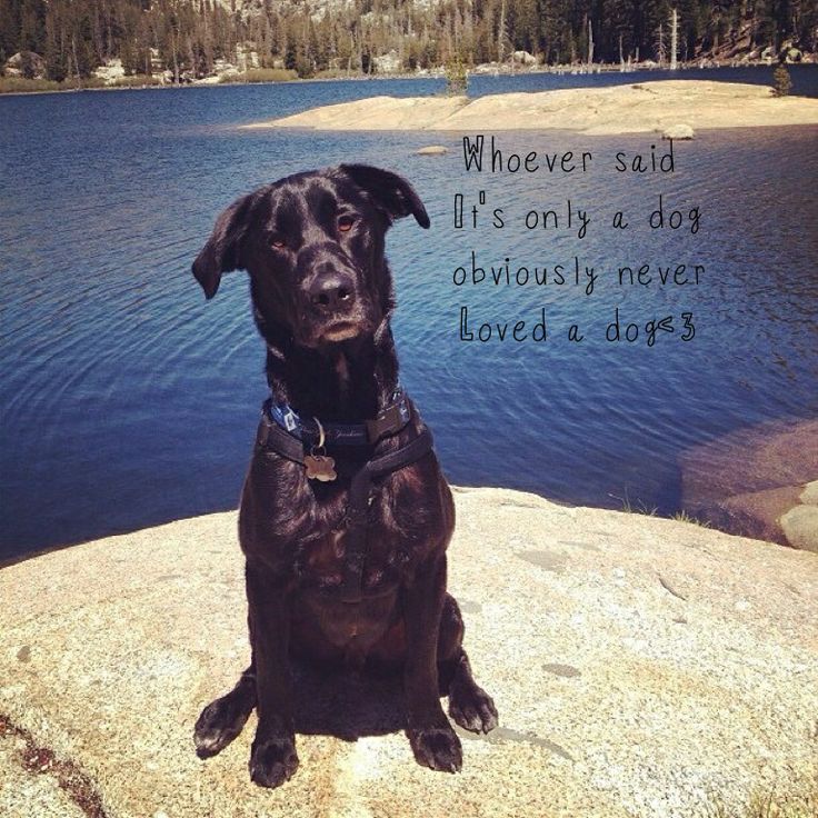 Quotes About Black Labs. QuotesGram