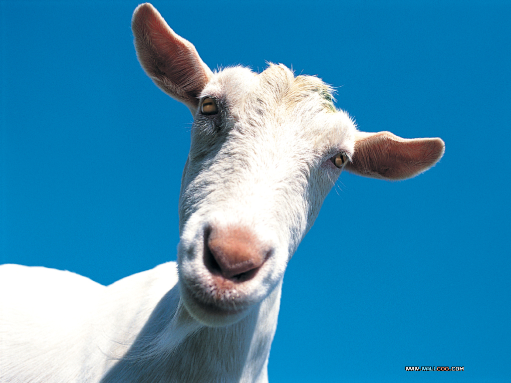 Funny Animal Farm Quotes. QuotesGram