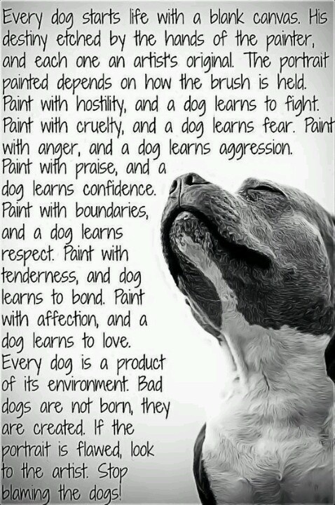 Pitbull Dogs Quotes Inspirational QuotesGram Pitbull Dogs Quotes Inspirational QuotesGram