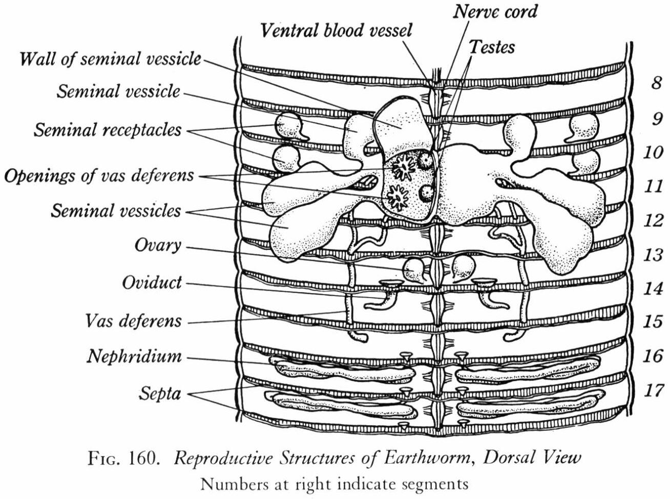 Download 22 Earthworm Dissection Labeled Diagram