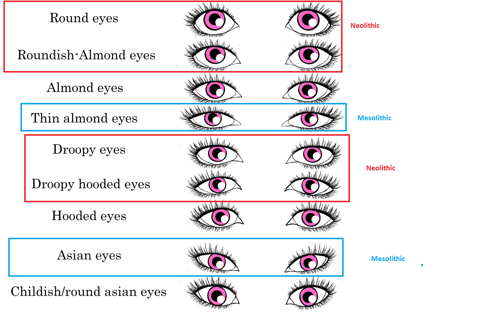 Eyes перевод. Формы глаз. Типы глаз. Формы глаз человека. Типы формы глаз.