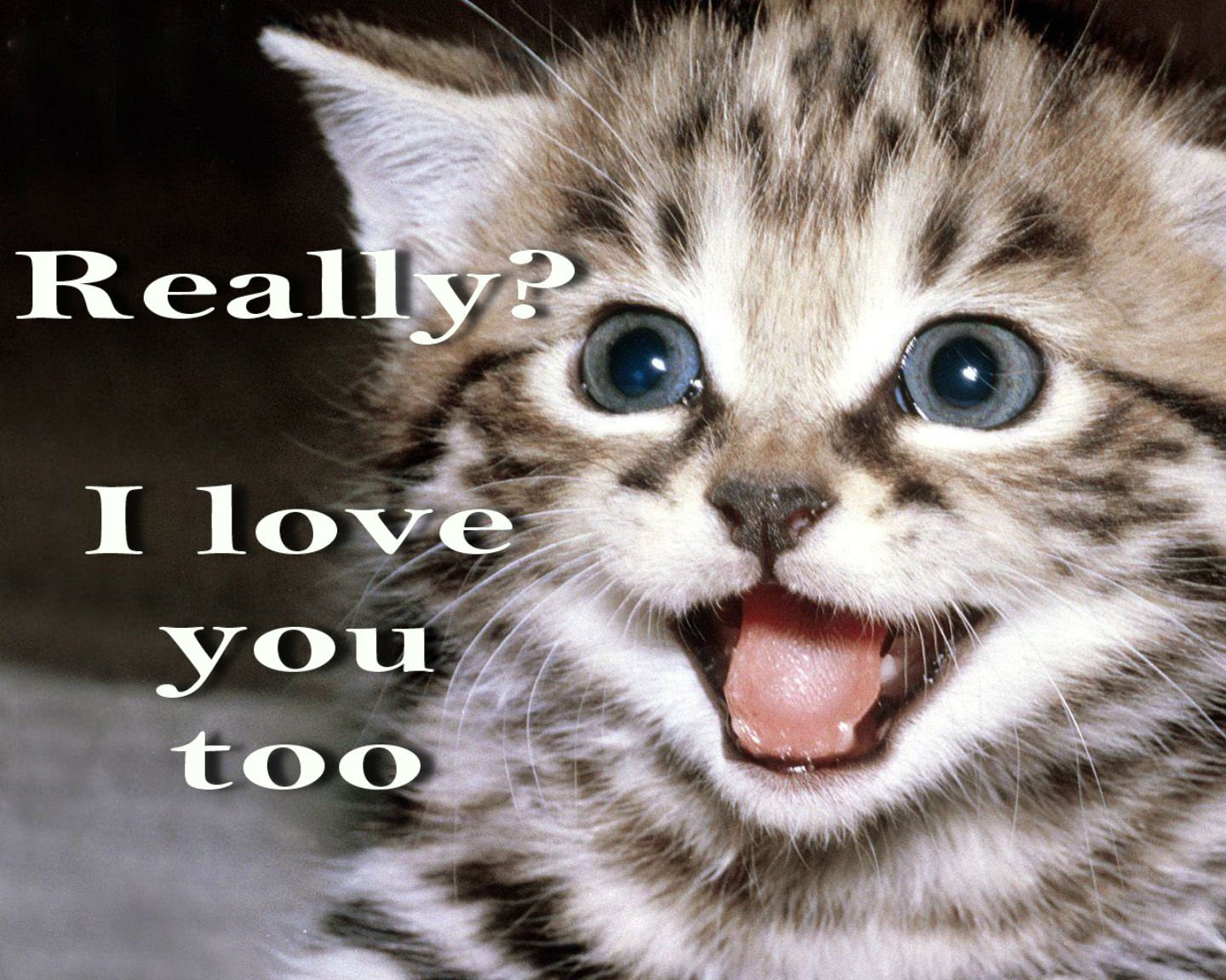Kitten Love Funny Quotes Quotesgram