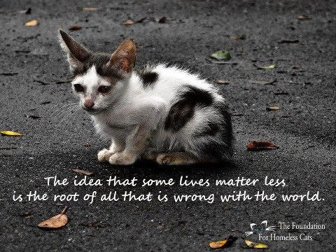 Feral Cat Quotes. QuotesGram