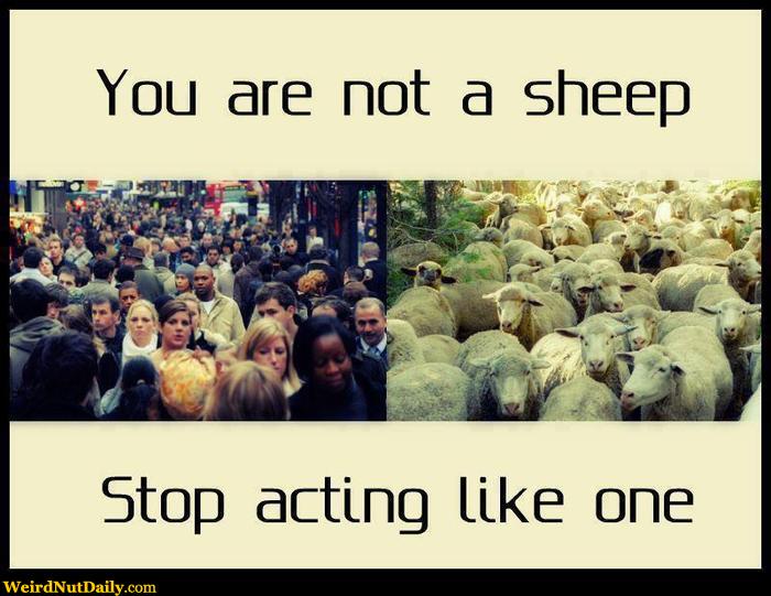 dark sheep meme twitter dark sheep meme twitter