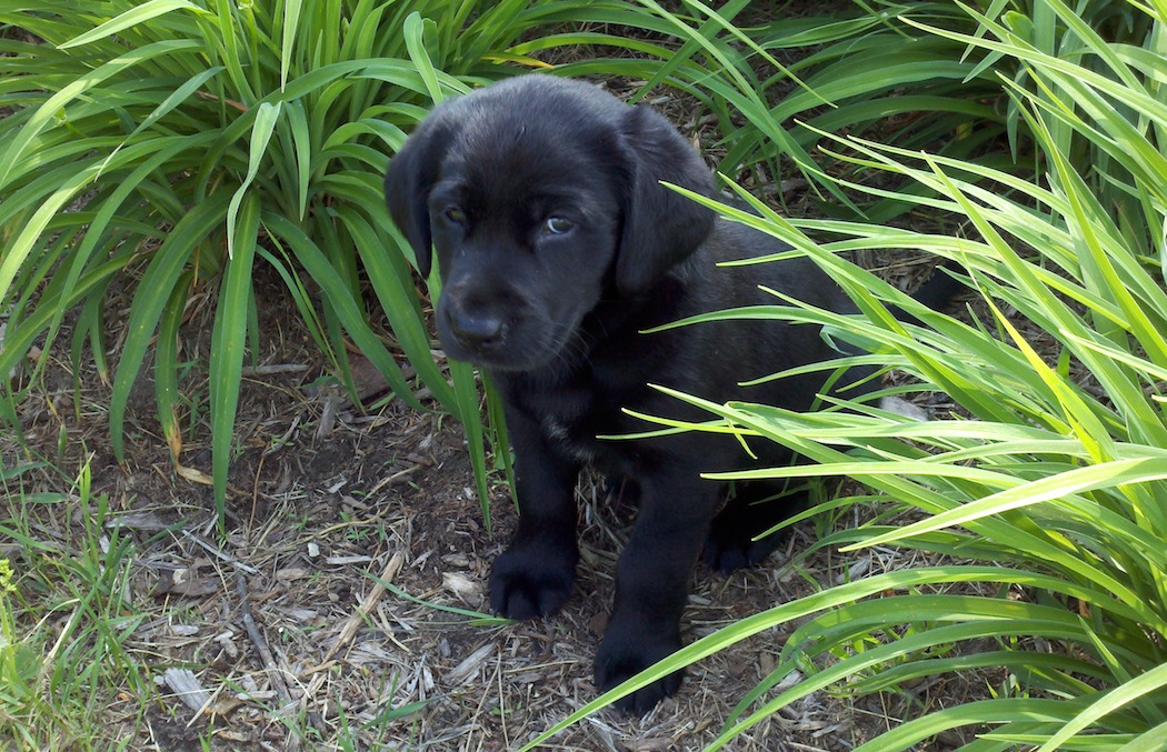 Lab Week Quotes. QuotesGram