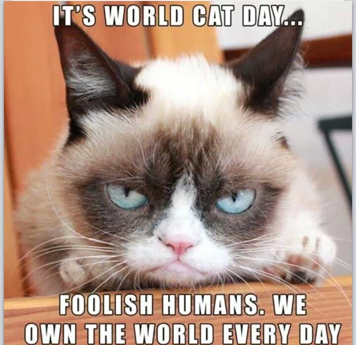 Grumpy Cat Work Quotes. QuotesGram