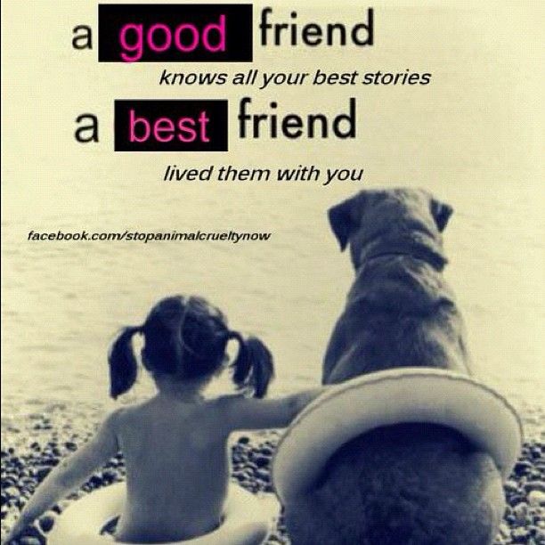 Quotes About Friendship And Dogs. QuotesGram