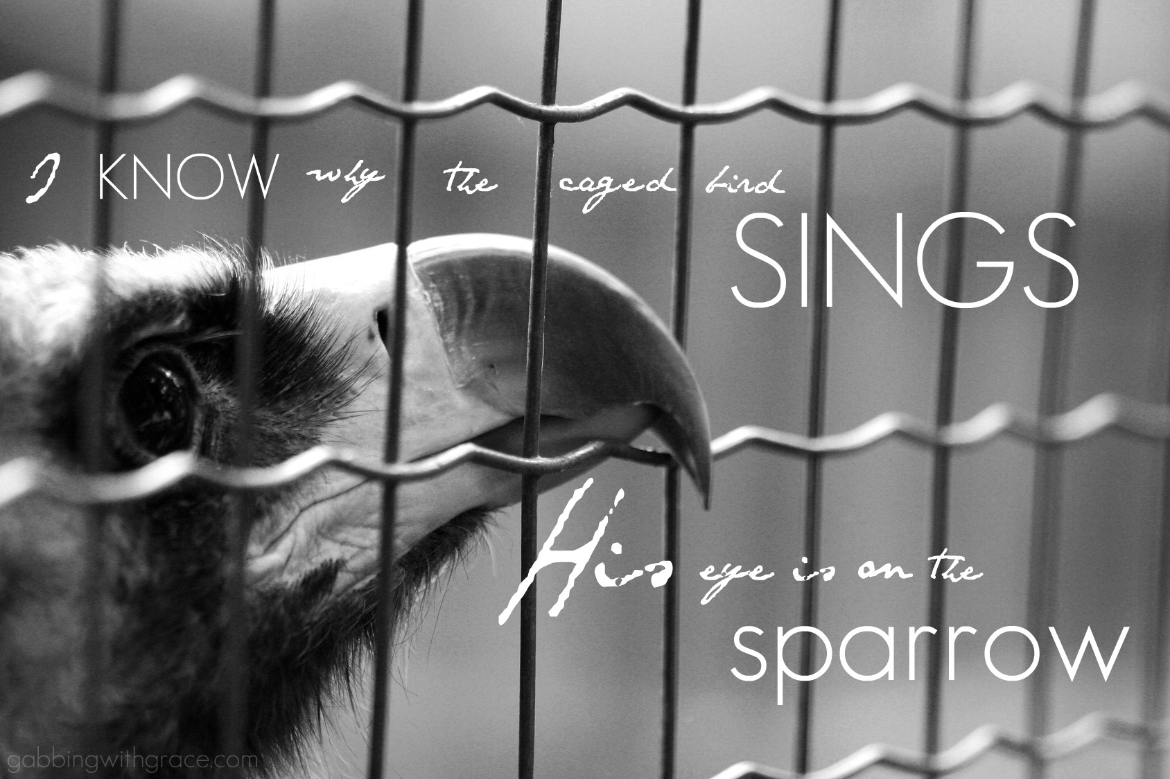 Caged Animal Quotes. QuotesGram