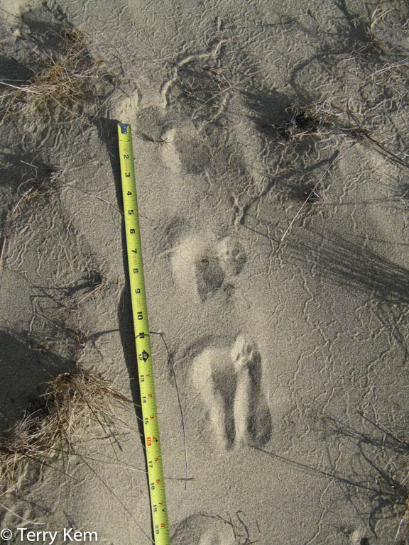 Gray Fox Quotes. QuotesGram