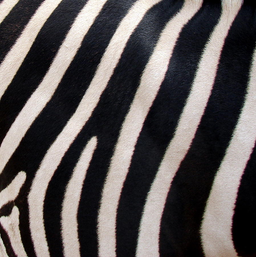 Quotes About Zebra Stripes. QuotesGram