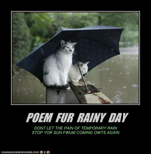 Rainy Day Quotes Funny Animals. QuotesGram