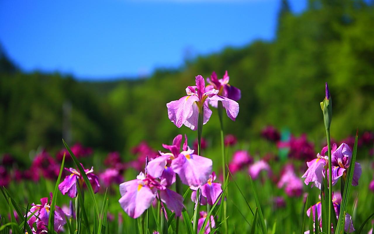 Iris Flower Quotes. QuotesGram
