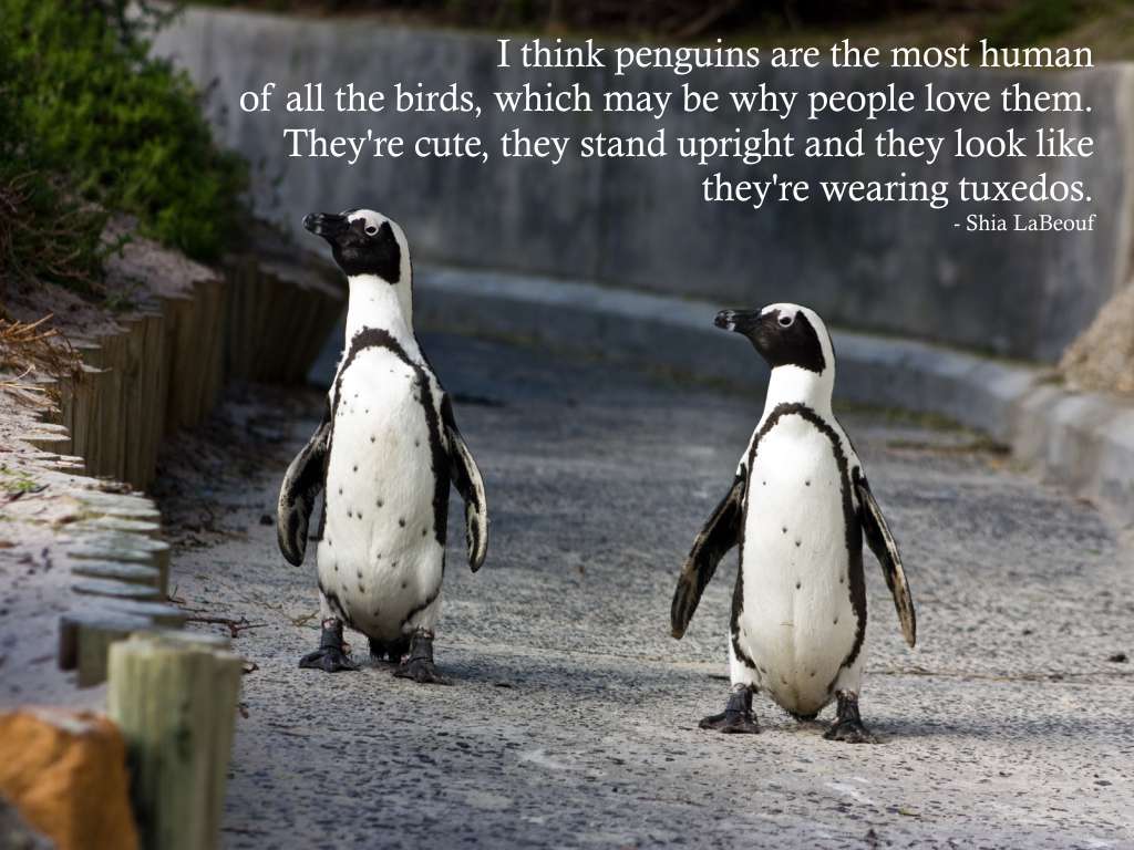 Penguin Love Quotes Quotesgram