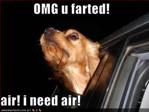 Featured image of post Dog Farts Meme / Fastest way to caption a meme.