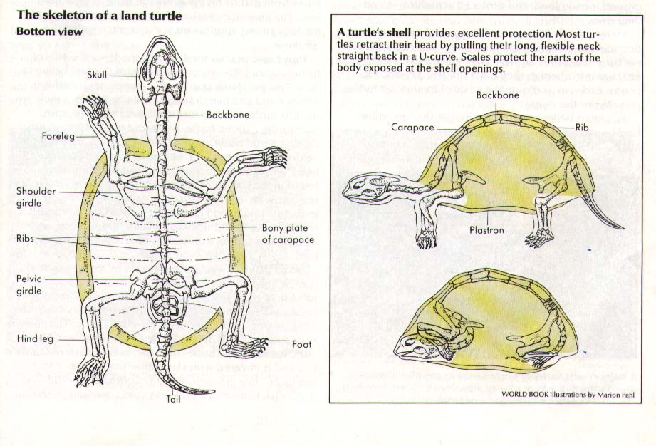 Quotes About Bones And Muscles. QuotesGram teeth diagram labeling 