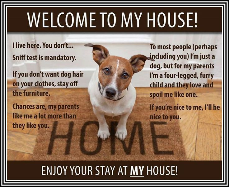 Animal House Funny Quotes. QuotesGram