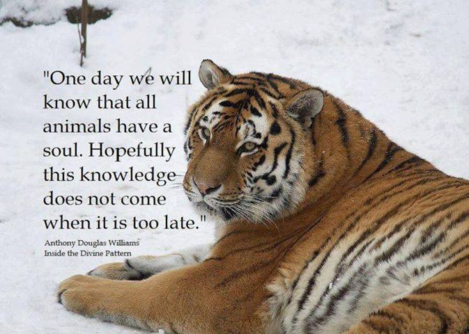 Quotes About Endangered Wildlife. QuotesGram