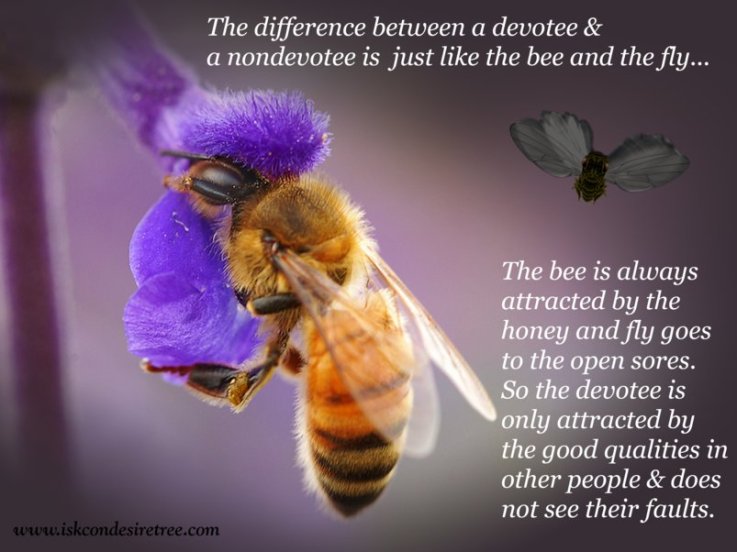 honey bee quotes