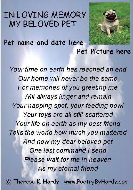 Memorial Quotes For Dead Dogs Quotesgram