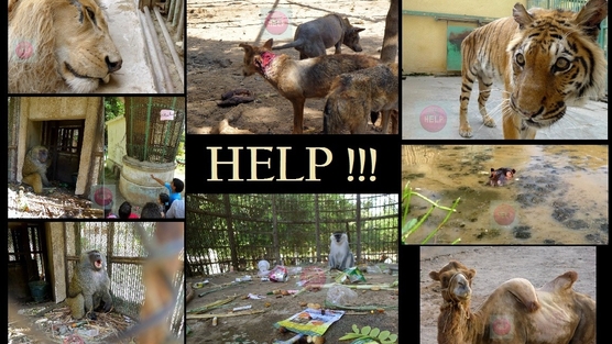 Animal Cruelty In Zoos Quotes. QuotesGram