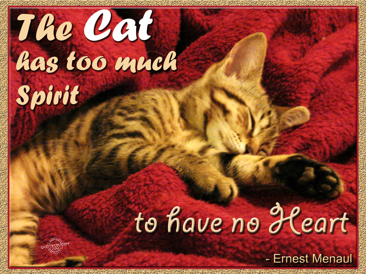 spiritual-cat-quotes-quotesgram