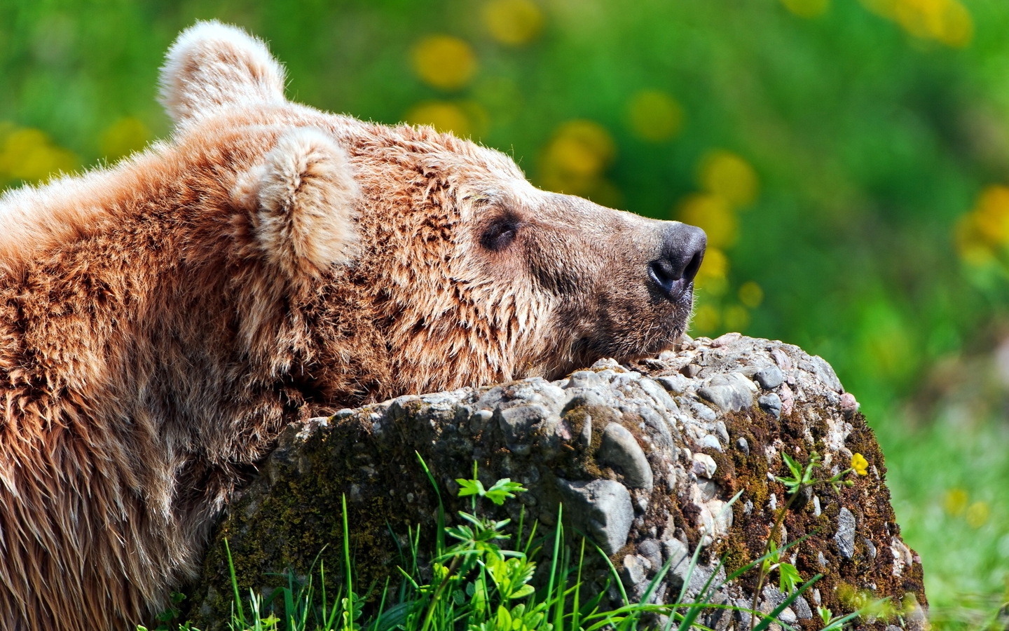 Sad Bear Quotes. QuotesGram