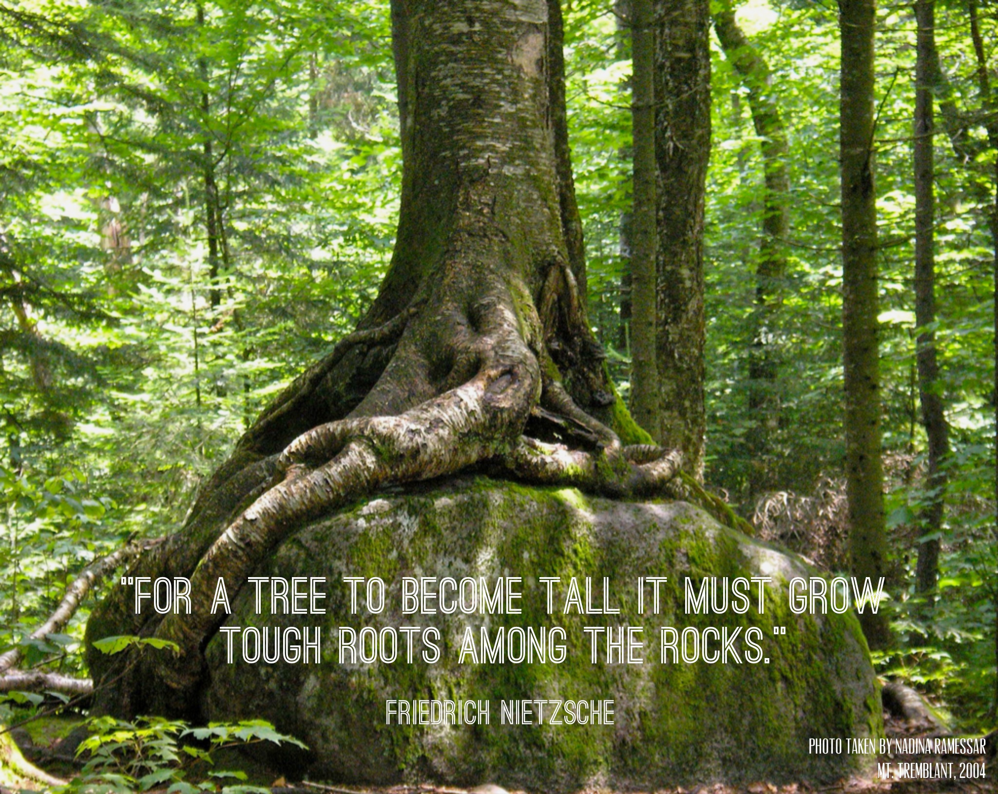 Inspiration Tree Quotes. QuotesGram