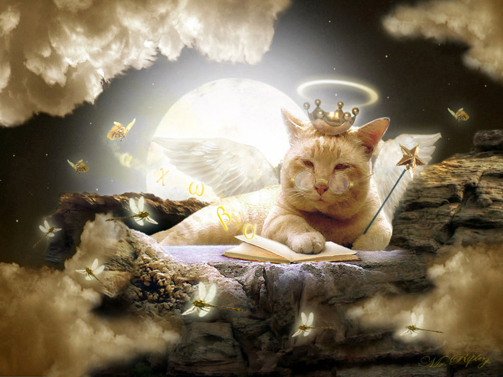 Quotes About Cats And Heaven. QuotesGram