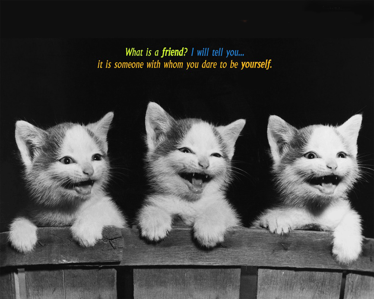 True Friendship Quotes Cats Quotesgram