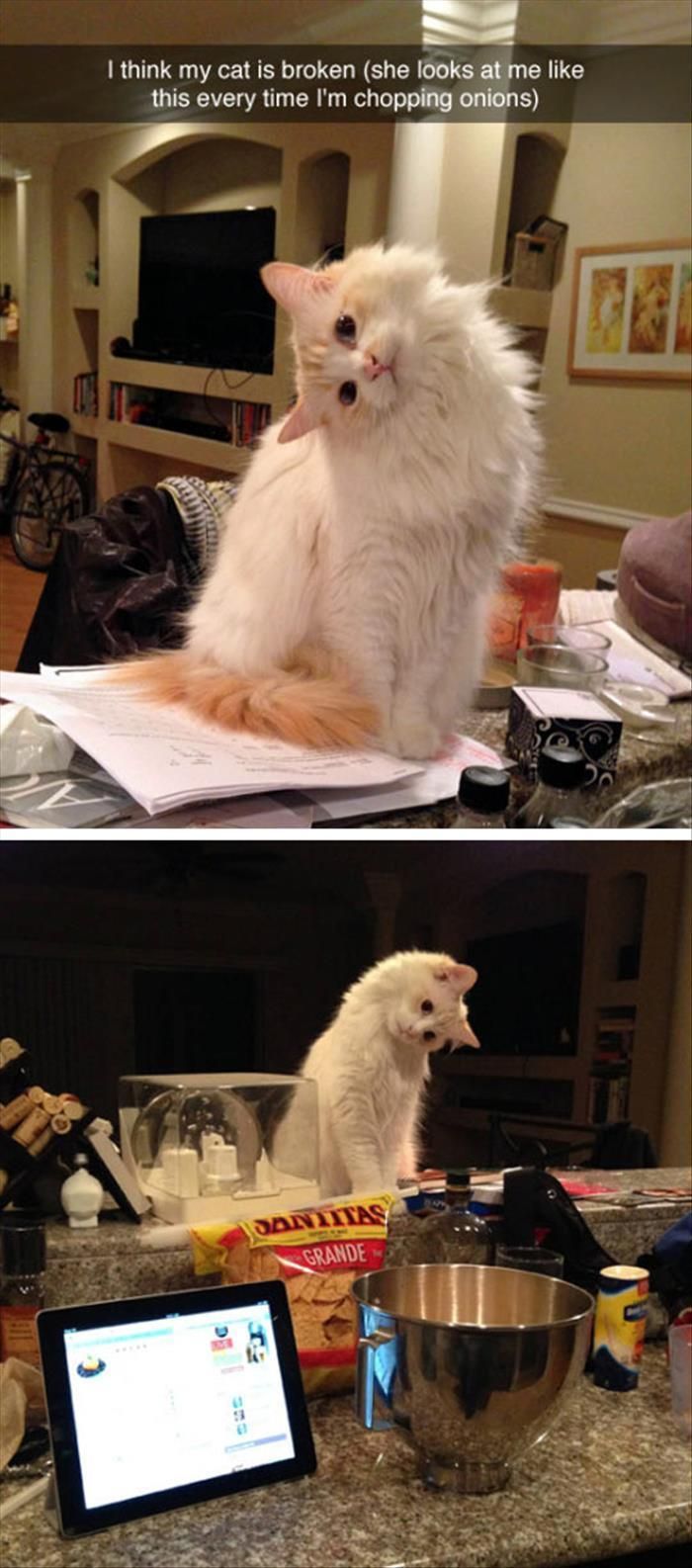 What Table Food Is Good For My Cat What Table Food Is Good For My Cat