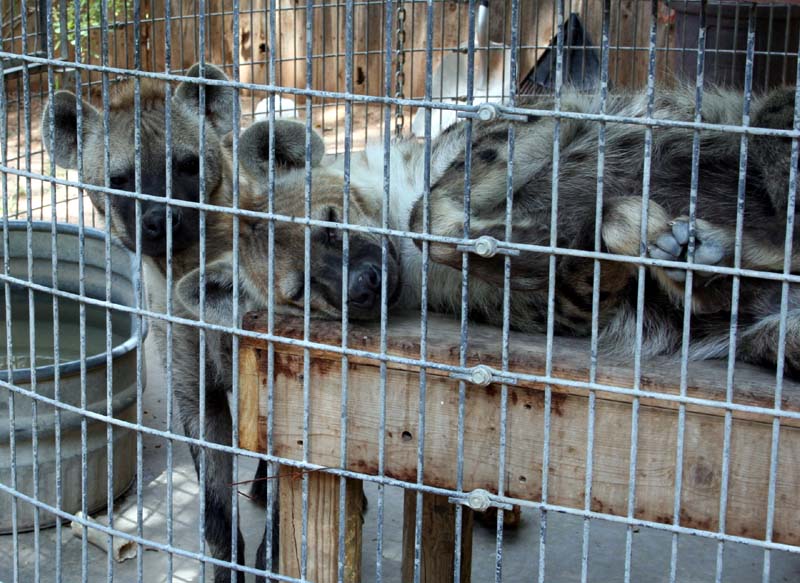 Quotes About Being Bad Zoos. QuotesGram