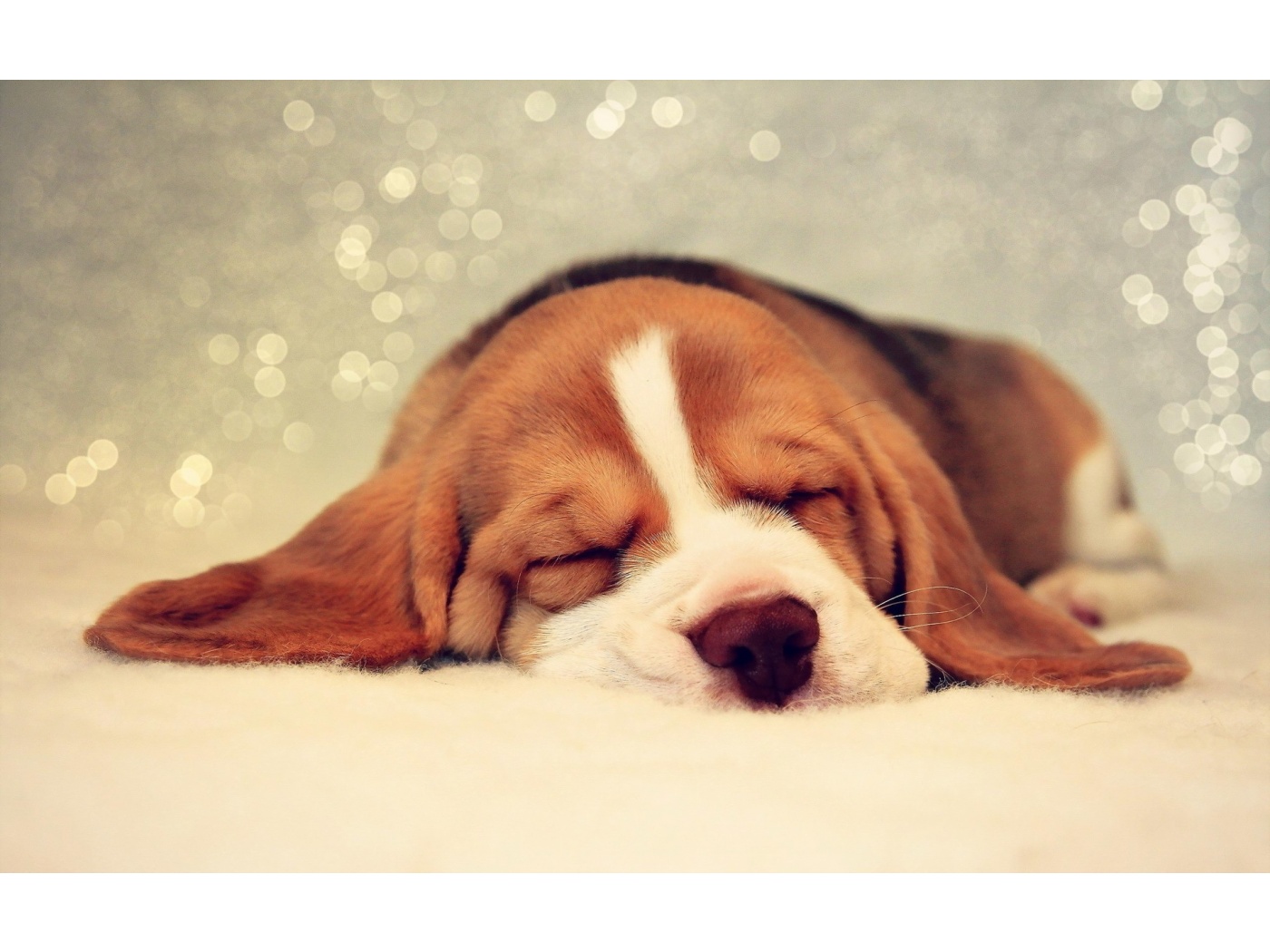 Cute Dogs Sleeping Quotes. QuotesGram