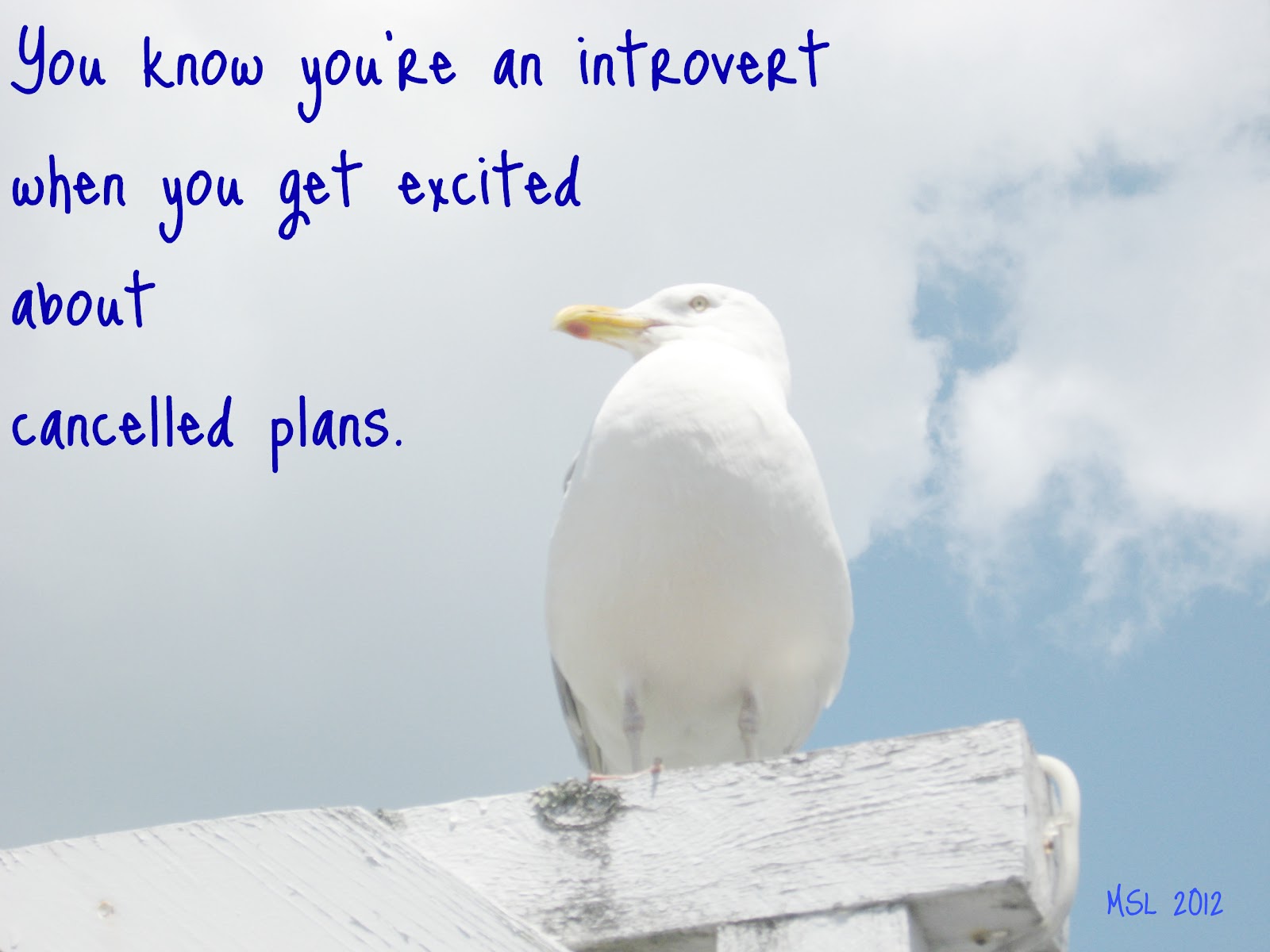 Seagull Quotes And Sayings. QuotesGram
