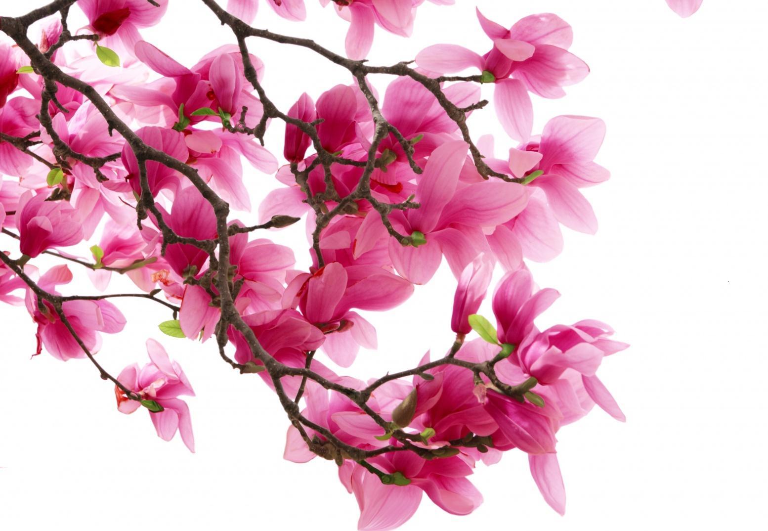 Magnolia Flower Quotes. QuotesGram