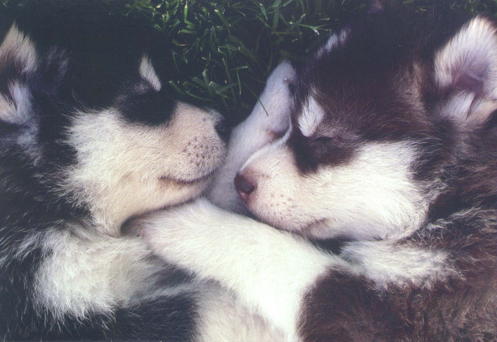 Cute Husky Puppies With Quotes.
