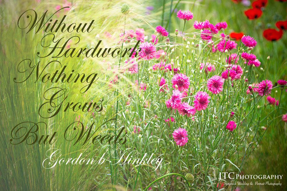 Quotes Involving Flowers. QuotesGram