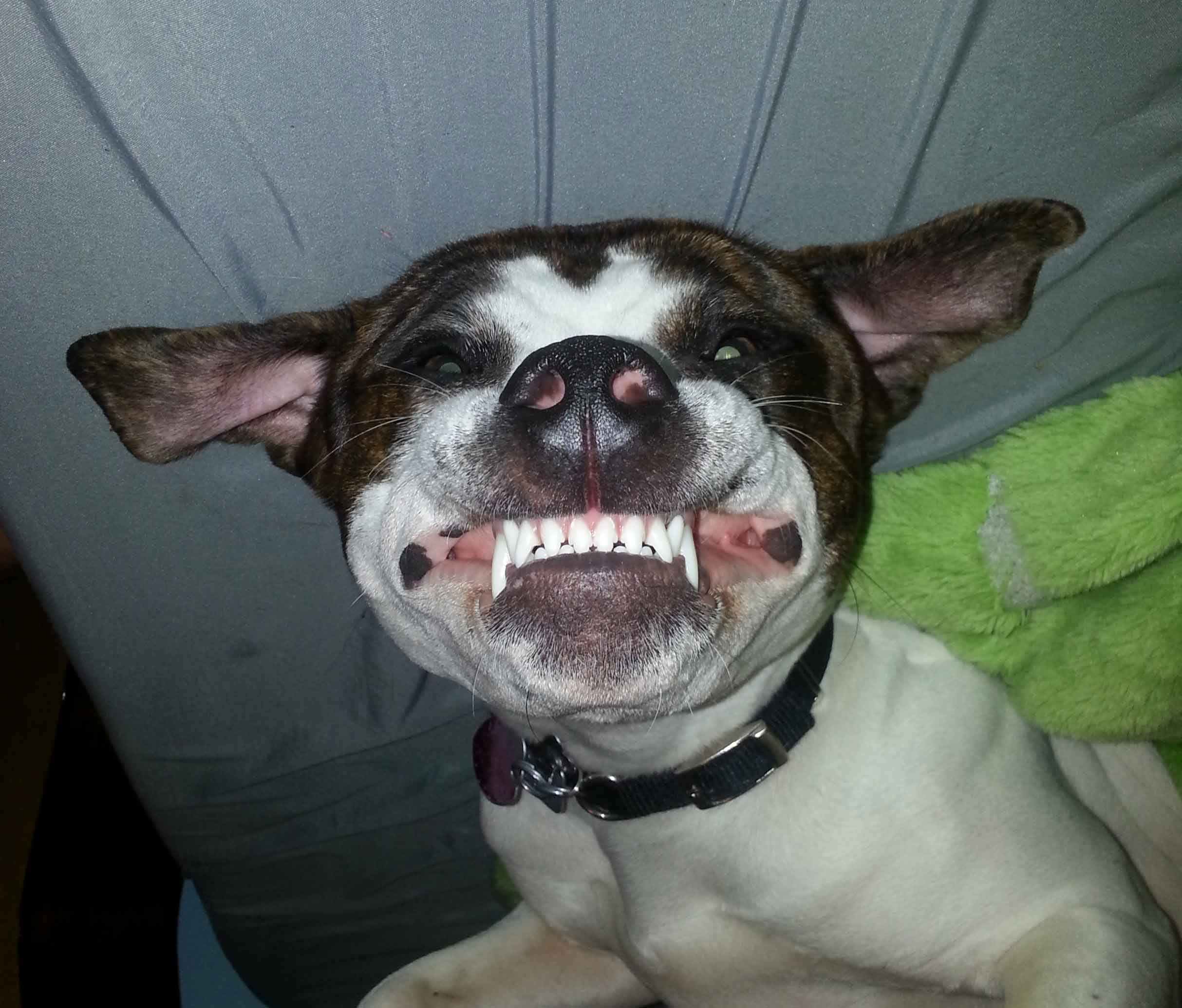Pitbull Puppy Funny Quotes. QuotesGram