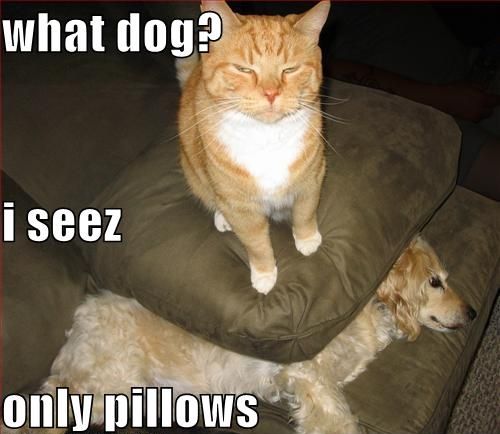 cat and dog quotes funny