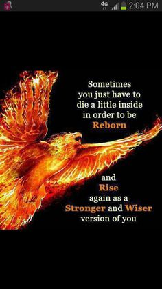 dragon spring phoenix rise sucks dragon spring phoenix rise sucks