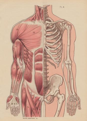 Human Muscles Diagram / Muscle charts of the huma. - cara membuat kue