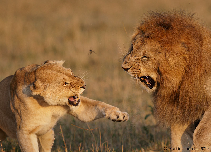 Lion And Lioness Strong Quotes. QuotesGram Lion And Lioness Strong Quotes. QuotesGram