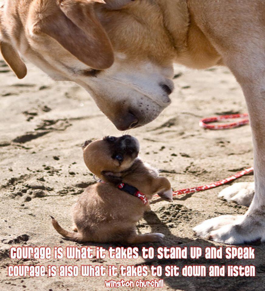 Big Dog Quotes QuotesGram