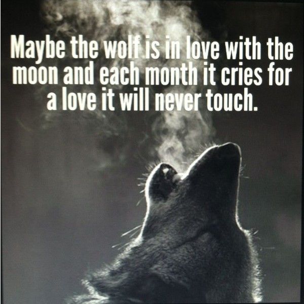 Image result for wolf therians  Wolf quotes, Inspirational quotes