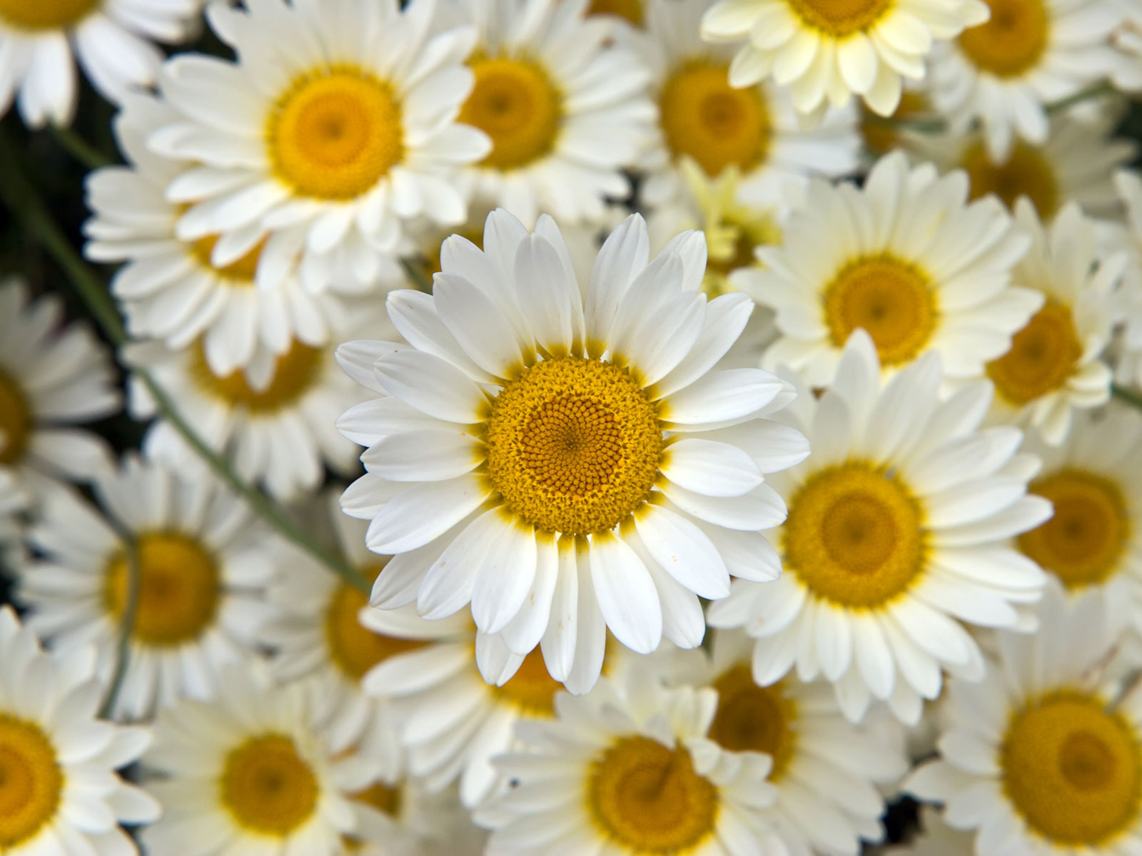 Floral Background With Quotes. QuotesGram