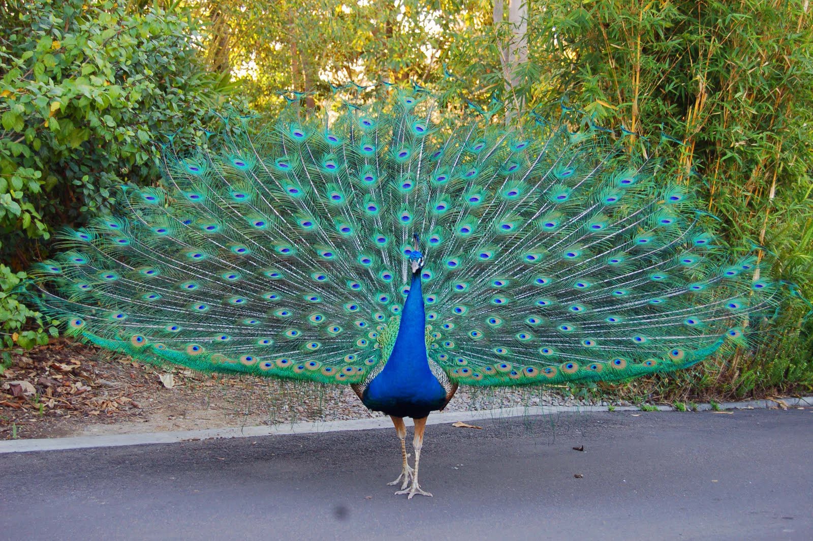 Beauty quotes about peacocks quotesgram