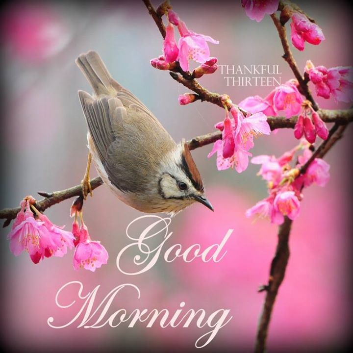 Good Morning Beautiful Quotes Love Quotesgram